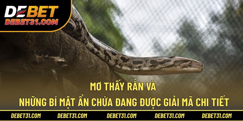 Mơ thấy rắn và những bí mật ẩn chứa đang được giải mã chi tiết