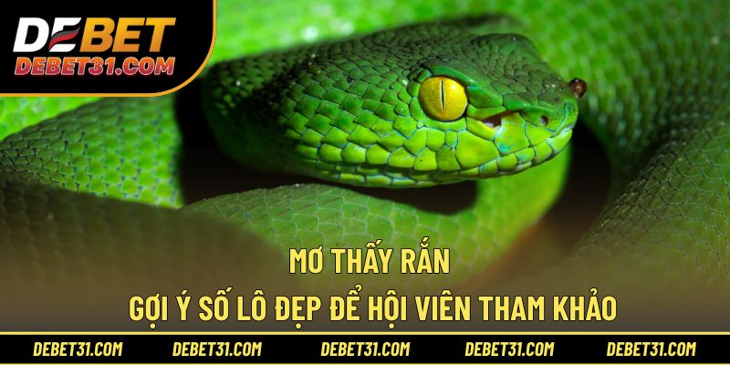 Mơ Thấy Rắn - Gợi Ý Số Lô Đẹp Để Hội Viên Tham Khảo